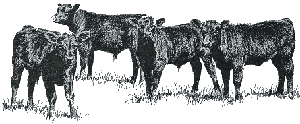Picture of Four Calves