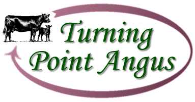 Welcome to Turning Point Angus