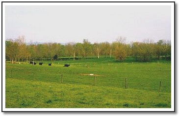Photo of Pasture