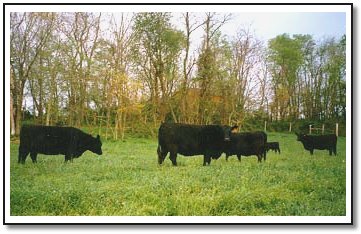 Cows with Calves